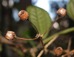 Gravesia laxiflora, dry capsular fruits, Mandraka, Madagascar