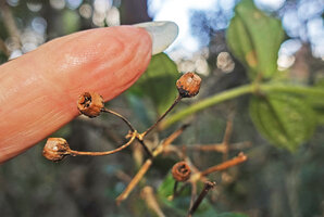 Gravesia laxiflora, dry rain splash seed dispersal capsules, Mandraka, Madagascar
