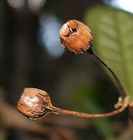 Gravesia laxiflora, two rainsplash seed dispersal capsules, Mandraka, Madagascar