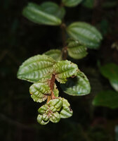 Gravesia laxiflora, upward oriented stem apex showing the initial equal opposite decussate leaf arrangement, Mandraka, Madagascar
