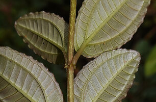 Gravesia laxiflora, white hydatherous teeth on abaxial leaf margin, Mandraka, Madagascar