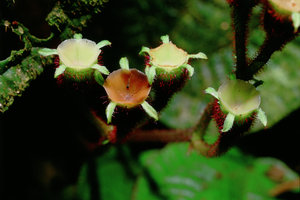 Gravesia mangorensis, dry capsular horizontally top opening fruit allowing rain splash seed dispersal, Andasibe, Madagascar