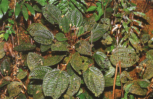 Gravesia mangorensis on earth bank, erect rain splash seed dispersal capsular fruits, Andasibe, Madagascar