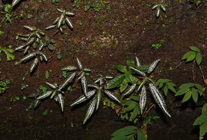Gravesia setifera, Mantadia NP, Madagascar