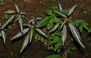 Gravesia setifera, silver patched leaves, Mantadia NP, Madagascar