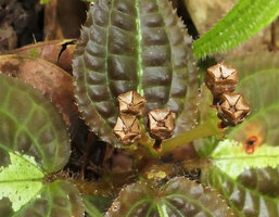 Gravesia sp., erect mature five and four parted rain splash seed dispersal capsular fruits, Moramanga, Madagascar, Photo by Bernard Riera