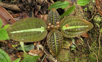 Gravesia sp. on vertical mossy earth bank, erect mature rain splash seed dispersal capsular fruits, Moramanga, Madagascar, Photo by Bernard Riera