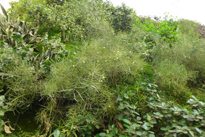 Green Gate, Acacia sp., Bahrain, Jan. 2017