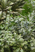 Green Gate, Euphorbia (syn. Pedilanthus) tithymaloides, Bahrain, Jan. 2017