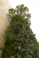 Green Gate, Jatropha integerrima, Sansevieria trifasciata, Ruellia simplex, Pteris vittata,  Euphorbia (syn. Pedilanthus) tithymaloides, Bahrain, Jan. 2017