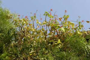 Green Gate, Jatropha podagrica, almost defoliate but in full bloom, Bahrain, Jan. 2017