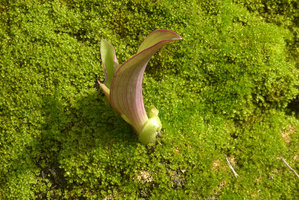 Green Gate, Tradescantia pallida emerging through mosses, Bahrain, Jan. 2017