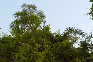 Green Gate, Vertical Garden by Patrick Blanc, Jatropha multifida, Bahrain, Jan. 2017