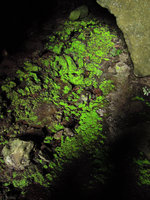 Green iridescence in Cyathodium foetidissimum at cave entrance, Tasik Kenyir, Trengganu, Malaysia