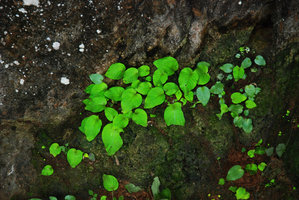 Green iridescence in the seedling leaves of an annual Chirita species, Khao Sok, Thailande