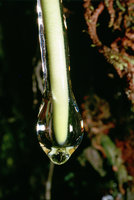 Growing root tip protected by mucilaginous secretion