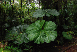 Gunnera insignis, Poas, Costa Rica
