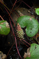 Gunnera macrophylla in habitat, Rondon Ridge, Mount Hagen, Papua New Guinea