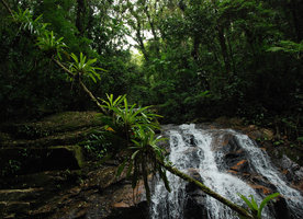 Guzmania epiphytes sur liane, Sierra do Mar, Brazil