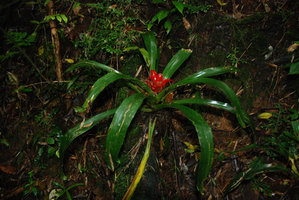 Guzmania sur rocher, Sierra do Mar, Brazil