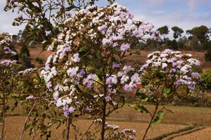Gymnanthemum appendiculatum, Ambohimanga, Antananarivo, Madagascar