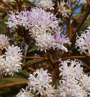 Gymnanthemum appendiculatum, flowers, Ambohimanga, Antananarivo, Madagascar