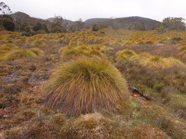 Gymnoschoenus sphaerocephalus tussock, Cradle Mountain, Tasmania