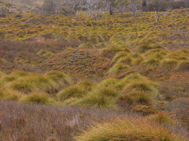 Gymnoschoenus sphaerocephalus tussocks, Cradle Mountain, Tasmania
