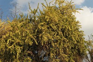 Gymnosporia senegalensis in full bloom on Shire river bank, Liwonde NP, Malawi