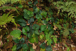 Gymnostachyum febrifugum on vertical rocky bank,  Gurukula Botanical Sanctuary, Periya, Kerala, India
