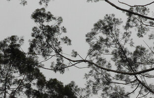 Gymnostoma papuanum, branches, Varirata NP, Papua New Guinea