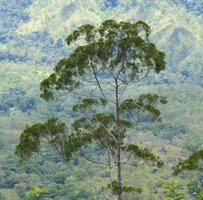 Gymnostoma papuanum crown, Varirata NP, Papua New Guinea