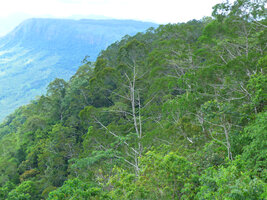 Gymnostoma papuanum on steep slopes, Varirata NP, Papua New Guinea