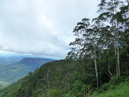 Gymnostoma papuanum, Varirata NP, Papua New Guinea