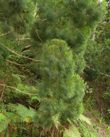 Gymnostoma vitiense, branches, Biausevu, Viti Levu, Fiji