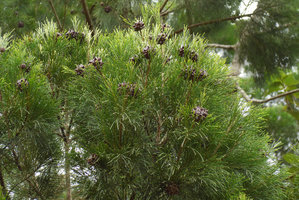 Gymnostoma vitiense, fruiting branches, Biausevu, Viti Levu, Fiji
