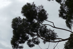 Gymnostoma vitiense, transparency, Biausevu, Viti Levu, Fiji