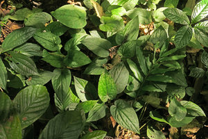 Asarum balansae, vegetative population in karst forest understory, Ba Be NP, Vietnam