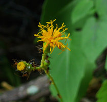 Gynura calciphila, capitula and florets with ants sucking glands sugar secretions, Railay, Krabi, Thailand