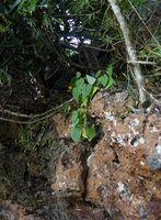 Gynura calciphila in its seashore karst cliff habitat, Railay, Krabi, Thailand