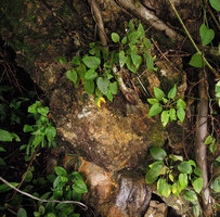 Gynura calciphila, population on sea shore exposed vertical limestone cliff, Railay, Krabi, Thailand