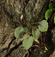 Gynura calciphila, seasonal leafy stem issued from a basal tuber fixed in limestone cracks, Railay, Krabi, Thailand