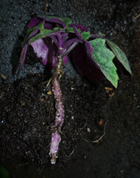 Gynura colorata, thick succulent downward growing stolon able to withstand the dry season and propagating the population, Amani, 500 m asl, East Usambara, Tanzania