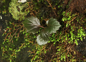 Gynura lycopersicifolia, young leafy shoot emerging from tuber at the beginning of the rainy season among Selaginalla on vertical rock surface, Mararunga, Karnataka, India
