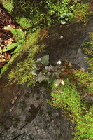 Gynura lycopersicifolia, young leafy shoots emerging from tuber at the beginning of the rainy season among Selaginalla on vertical rock surface, Mararunga, Karnataka, India
