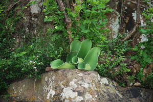 Haemanthus albiflos among shaded rocks, Royal Natal NP, South Africa