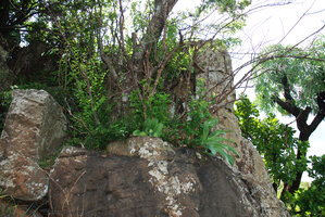 Haemanthus albiflos on vertical cliff, thus protected from savanna fires, Royal Natal NP, South Africa