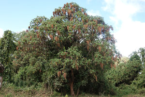 Hagenia abyssinica, a male tree with long loose rusty beige inflorescences, Bale NP, Ethiopia