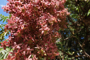 Hagenia abyssinica, female flowers, Bale NP, Ethiopia