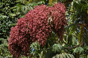 Hagenia abyssinica, female inflorescence, Bale NP, Ethiopia